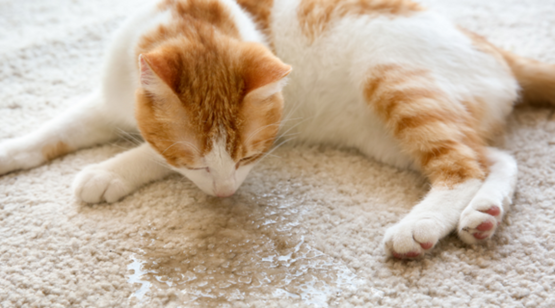 10 Helpful Hacks to Banish Cat Odors from Your Couch (Even Cat Pee)