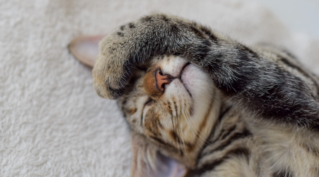 Banishing Cat Odors: 5 Solutions That Don't Work (And What Works Instead)