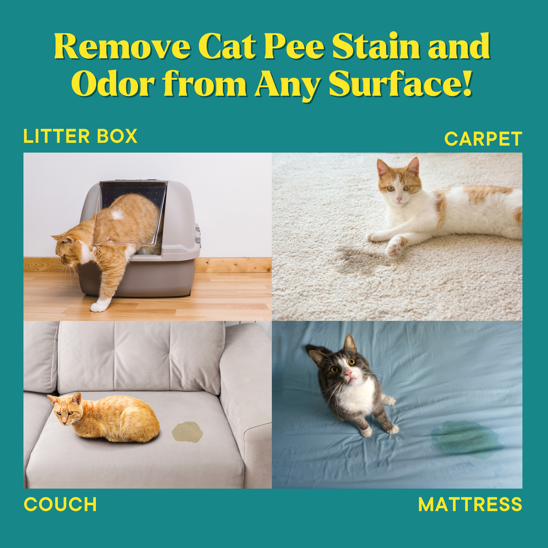 Cat Pee Destroyer Cat Urination Deterrent and Stain and Urine Odor E Good Life Solutions